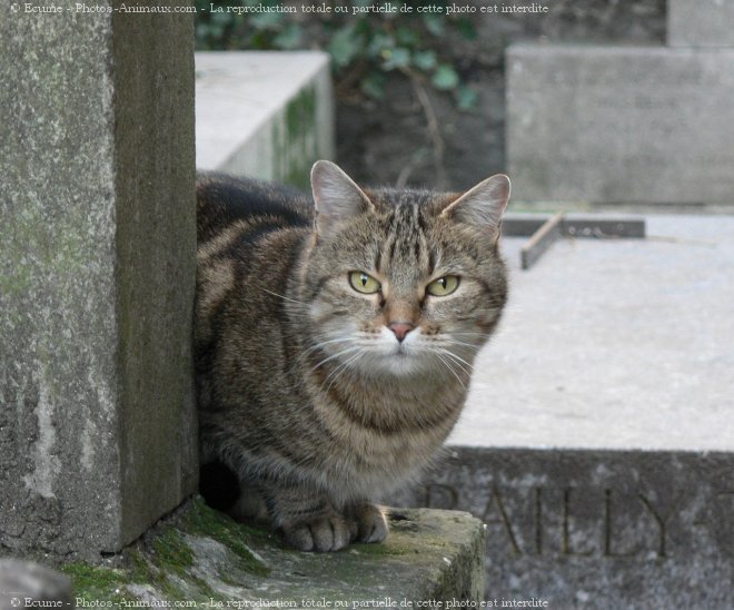 Photo de Chat domestique