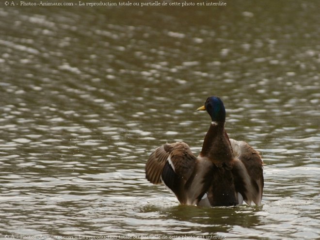 Photo de Canard colvert