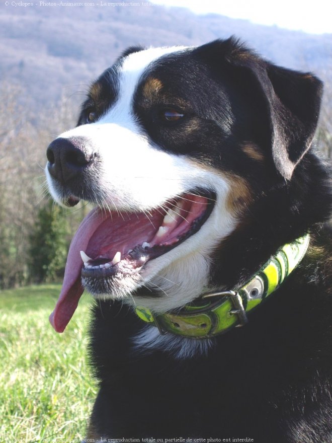 Photo de Bouvier de l'appenzell