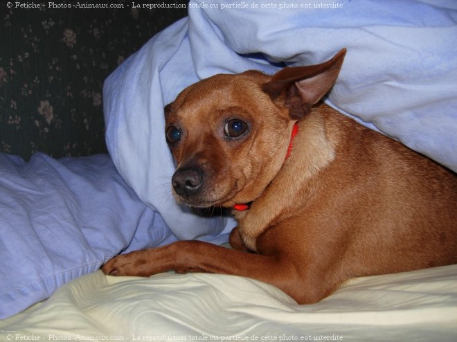 Photo de Pinscher nain