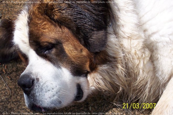 Photo de Saint-bernard poil long