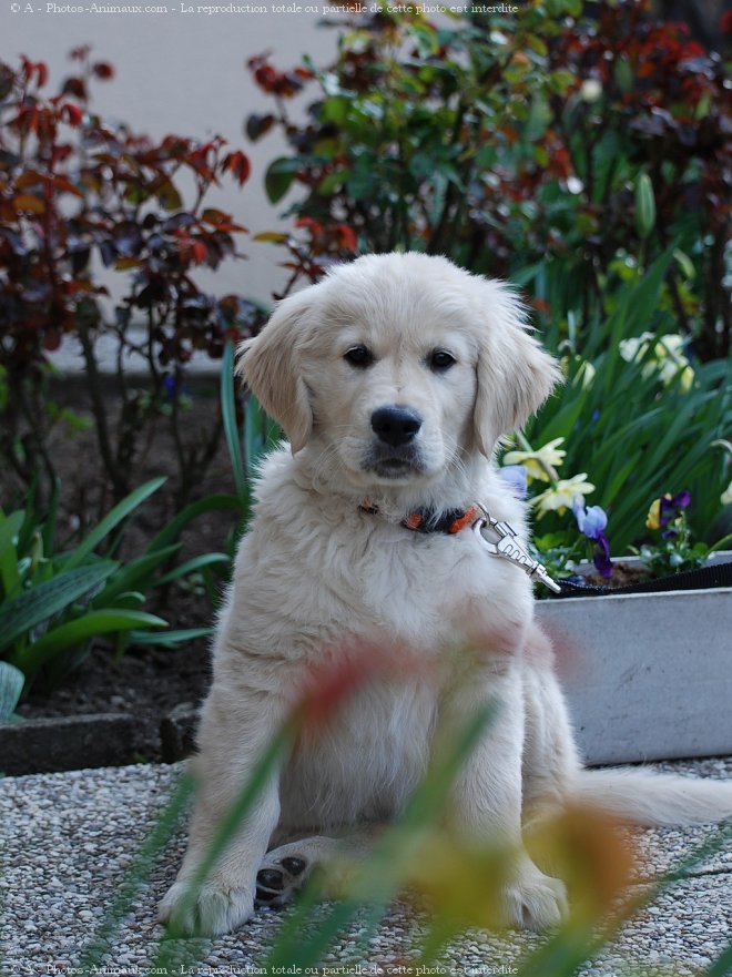 Photo de Golden retriever