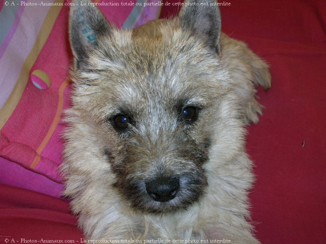 Photo de Cairn terrier