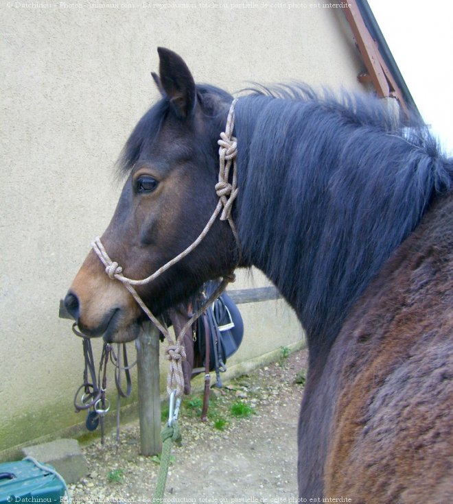 Photo de Poney franais de selle