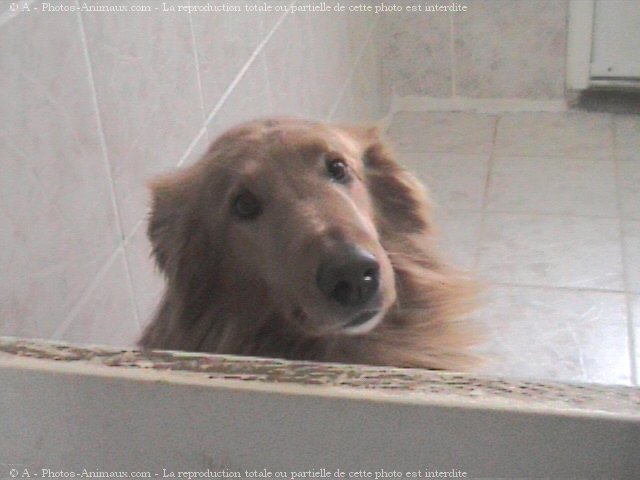 Photo de Golden retriever