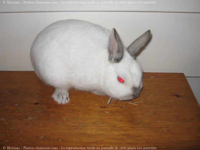 Photo de Lapin