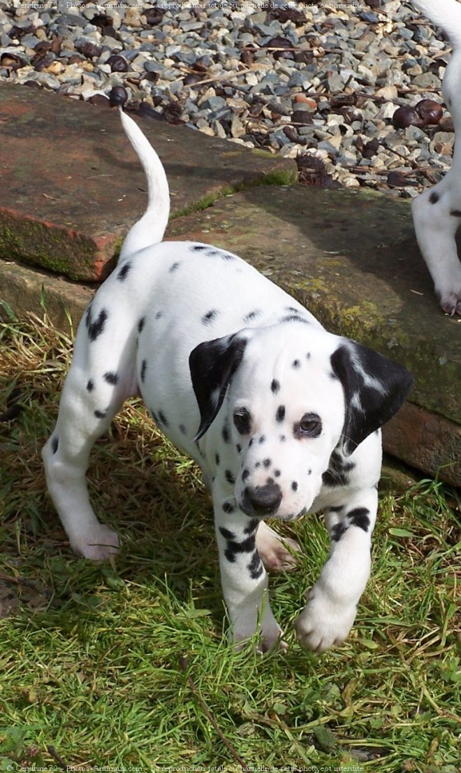 Photo de Dalmatien