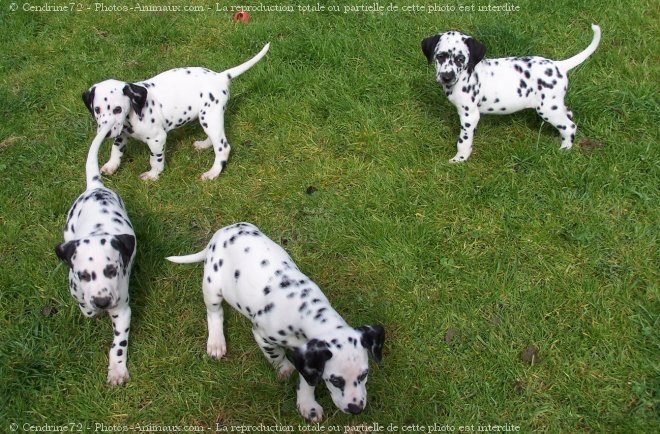 Photo de Dalmatien