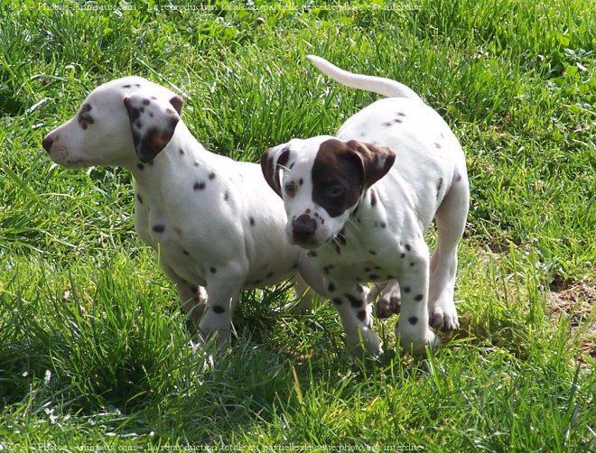 Photo de Dalmatien