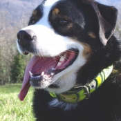 Photo de Bouvier de l'appenzell