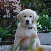 Photo de Golden retriever