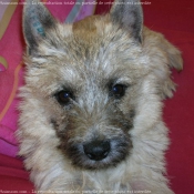 Photo de Cairn terrier