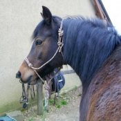 Photo de Poney franais de selle