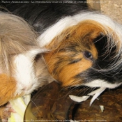 Photo de Cochon d'inde - shelty