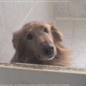 Photo de Golden retriever