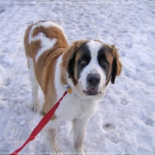 Photo de Saint-bernard poil long