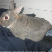 Photo de Lapin