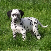 Photo de Dalmatien