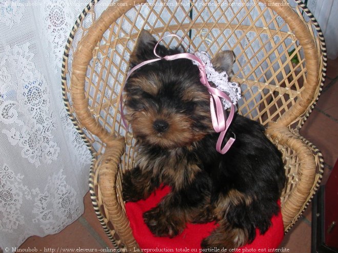 Photo de Yorkshire terrier