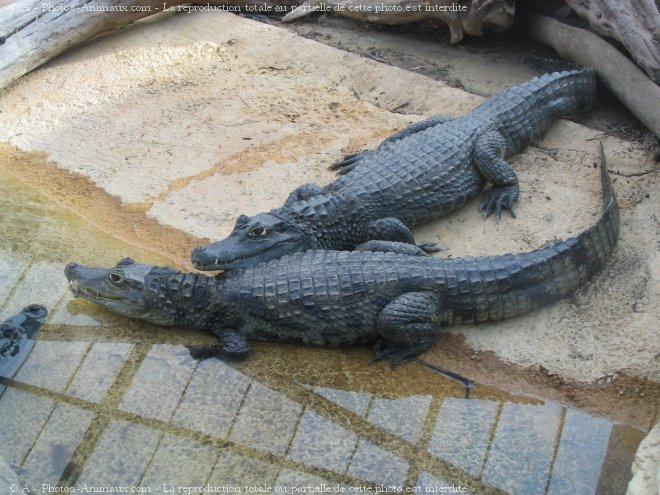 Photo de Crocodile