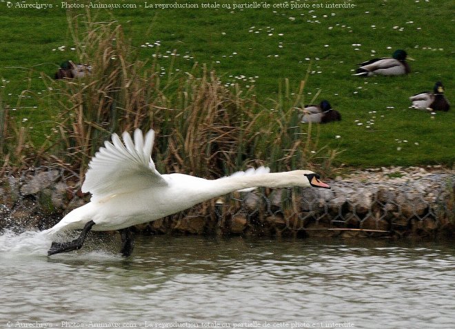 Photo de Cygne