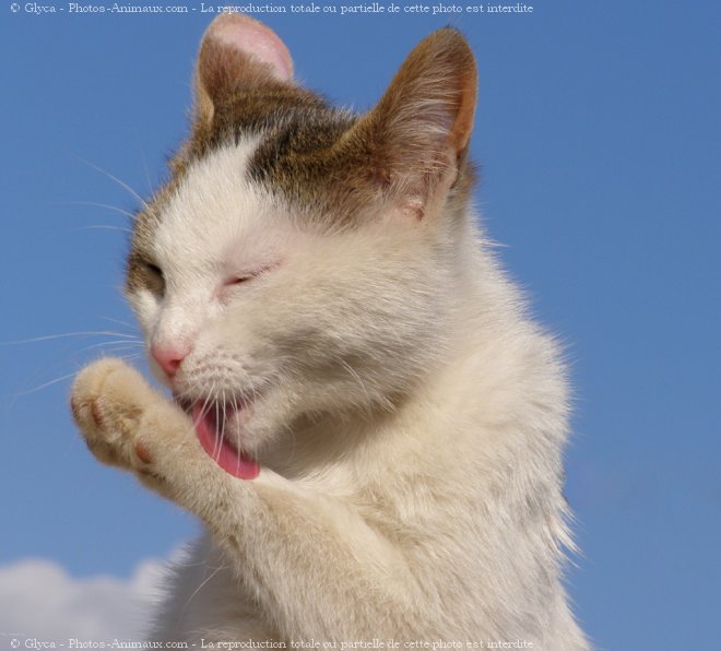 Photo de Chat domestique