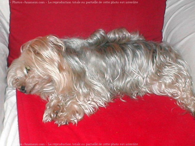 Photo de Yorkshire terrier