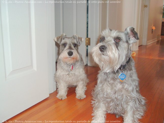 Photo de Schnauzer nain