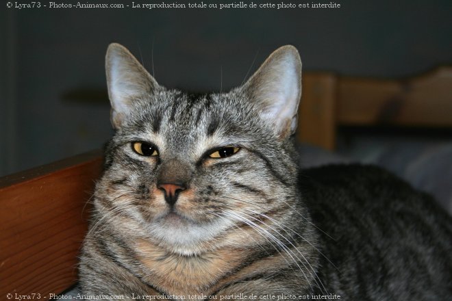 Photo de Chat domestique