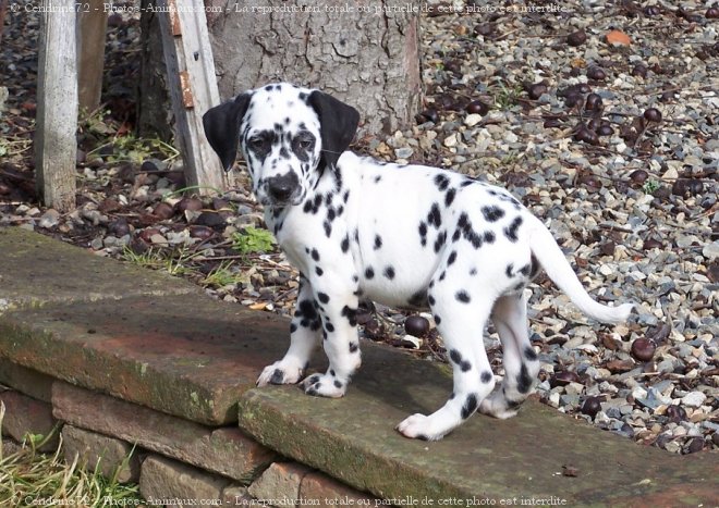 Photo de Dalmatien