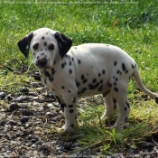 Photo de Dalmatien