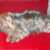 Photo de Yorkshire terrier