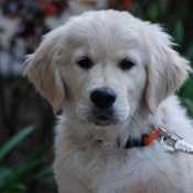 Photo de Golden retriever