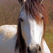 Photo de Poney franais de selle