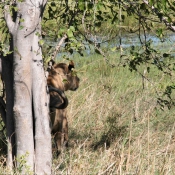 Photo de Lion