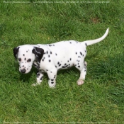 Photo de Dalmatien