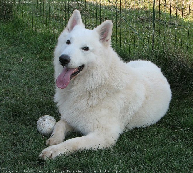 Photo de Berger blanc suisse