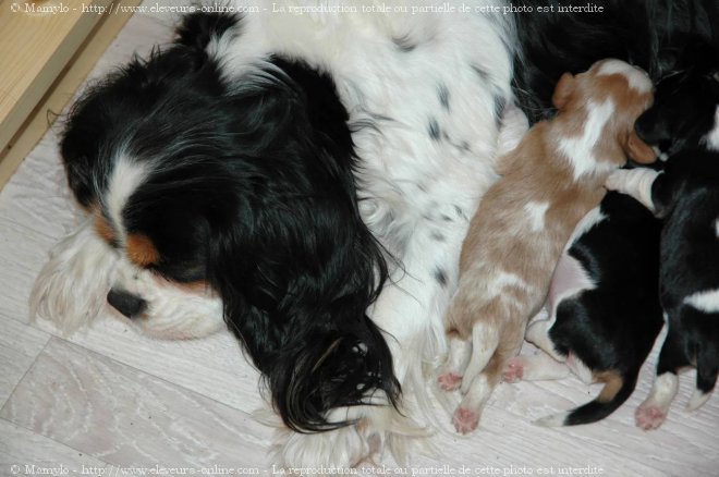 Photo de Cavalier king charles spaniel