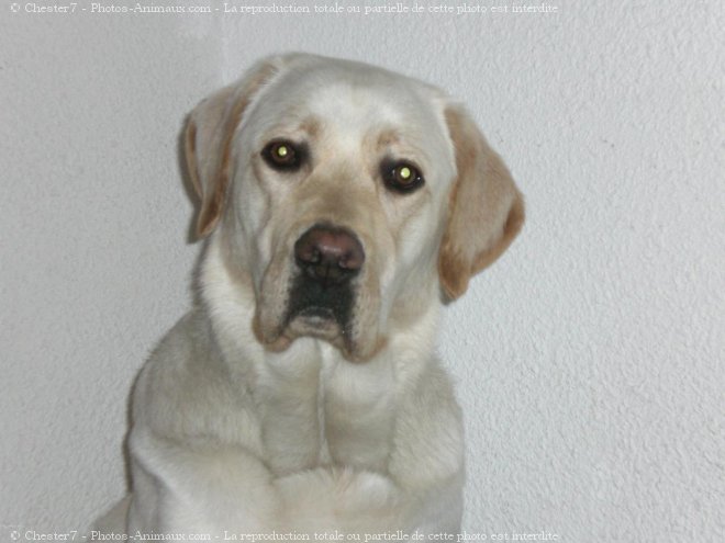 Photo de Labrador retriever