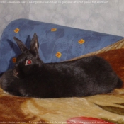 Photo de Lapin