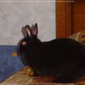 Photo de Lapin