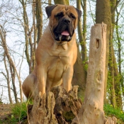 Photo de Bullmastiff