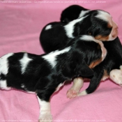 Photo de Cavalier king charles spaniel