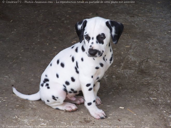 Photo de Dalmatien