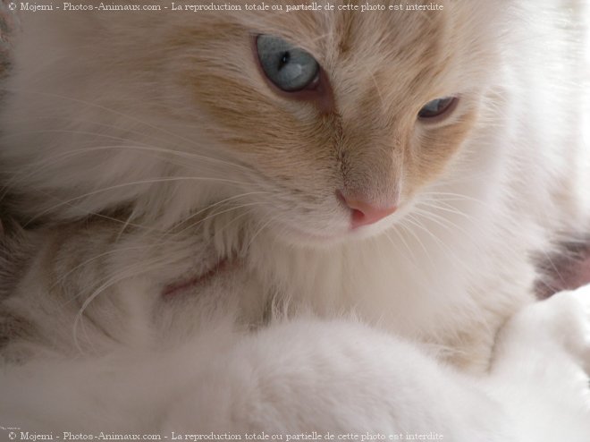 Photo de Ragdoll