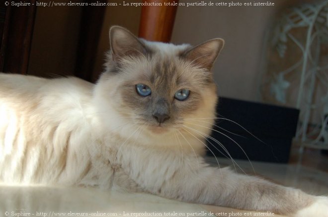 Photo de Sacr de birmanie