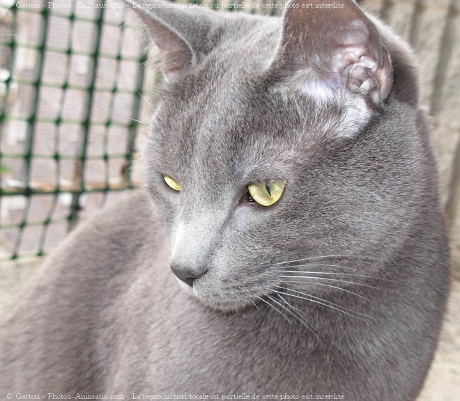 Photo de Chat domestique