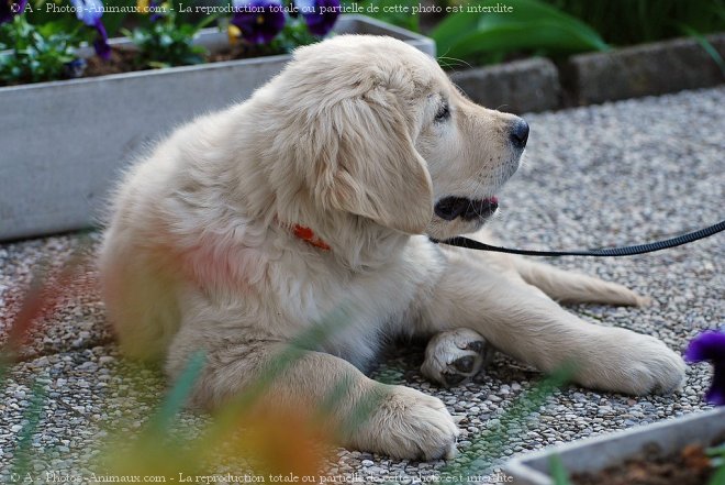 Photo de Golden retriever