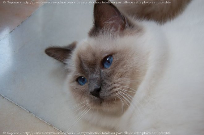 Photo de Sacr de birmanie