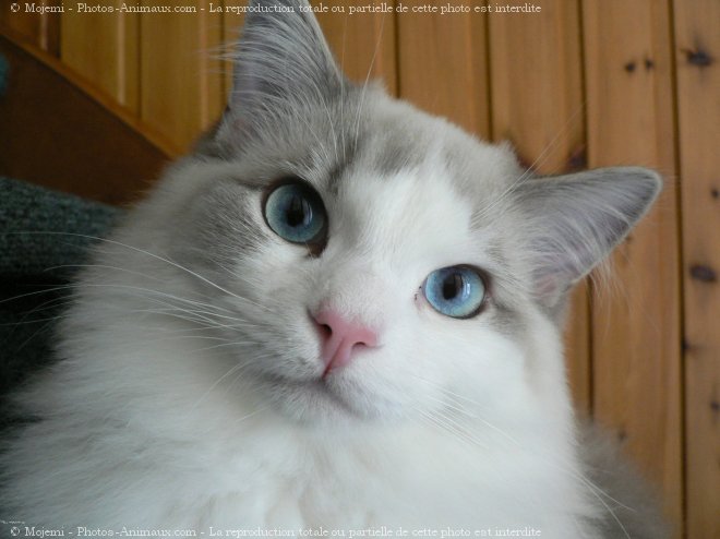 Photo de Ragdoll